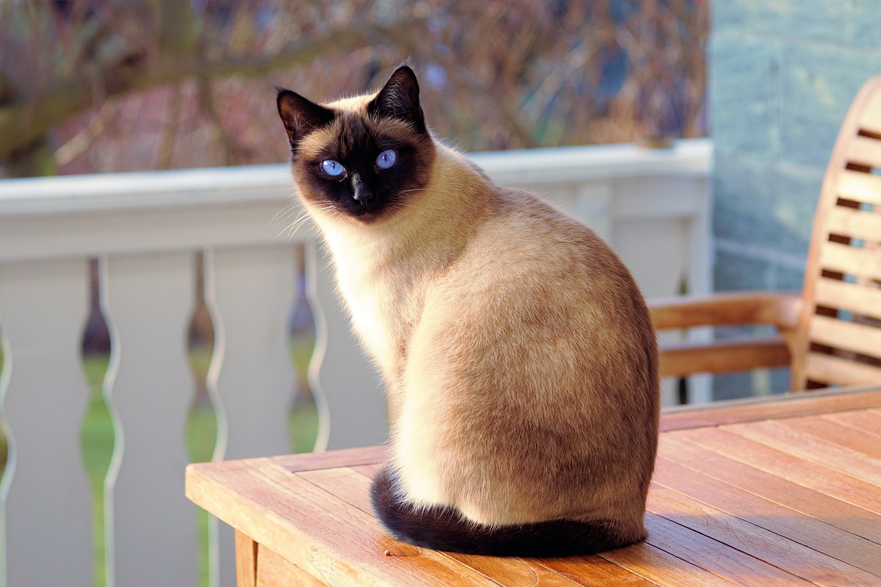 Leia mais sobre o artigo Fatos Incríveis Sobre o Gato Siamês