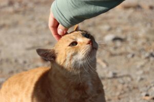 Leia mais sobre o artigo 10 Coisas Que Seu Gato Sabe Sobre Você