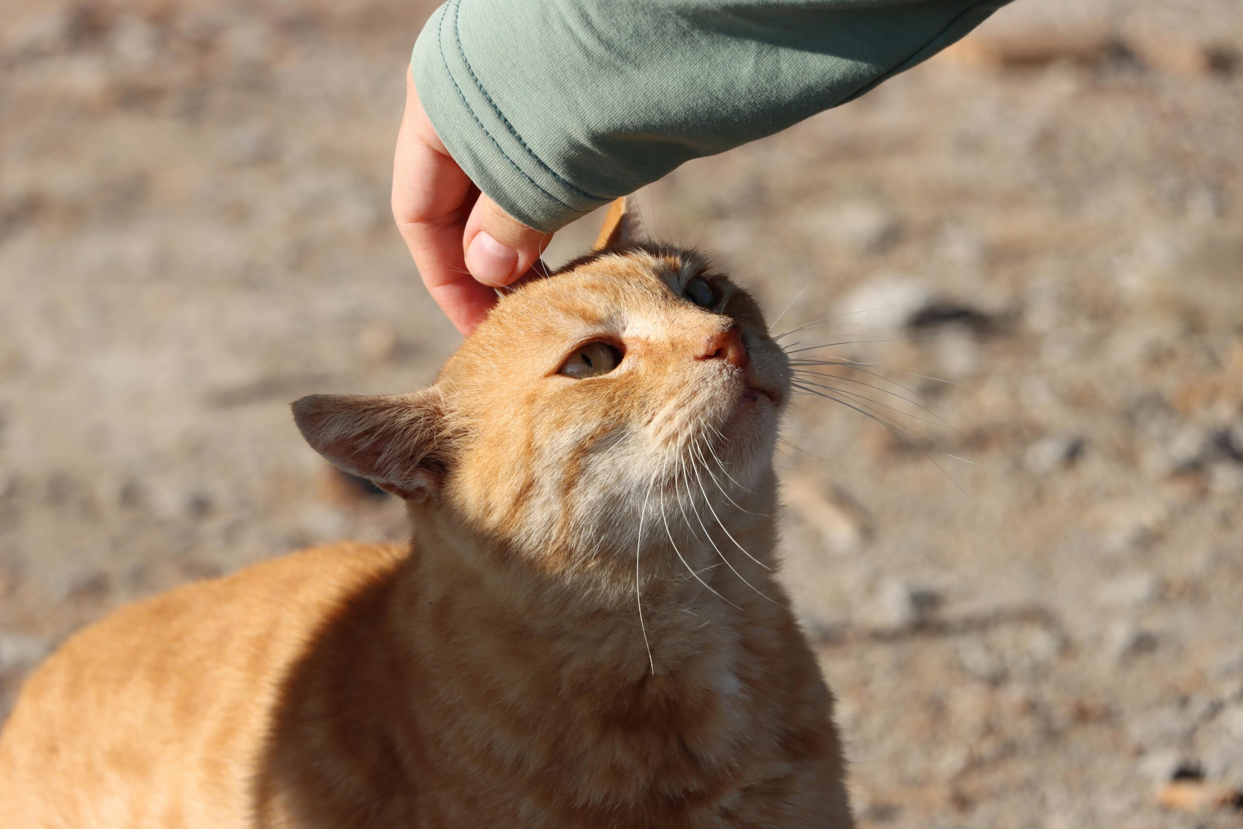 Leia mais sobre o artigo 10 Coisas Que Seu Gato Sabe Sobre Você
