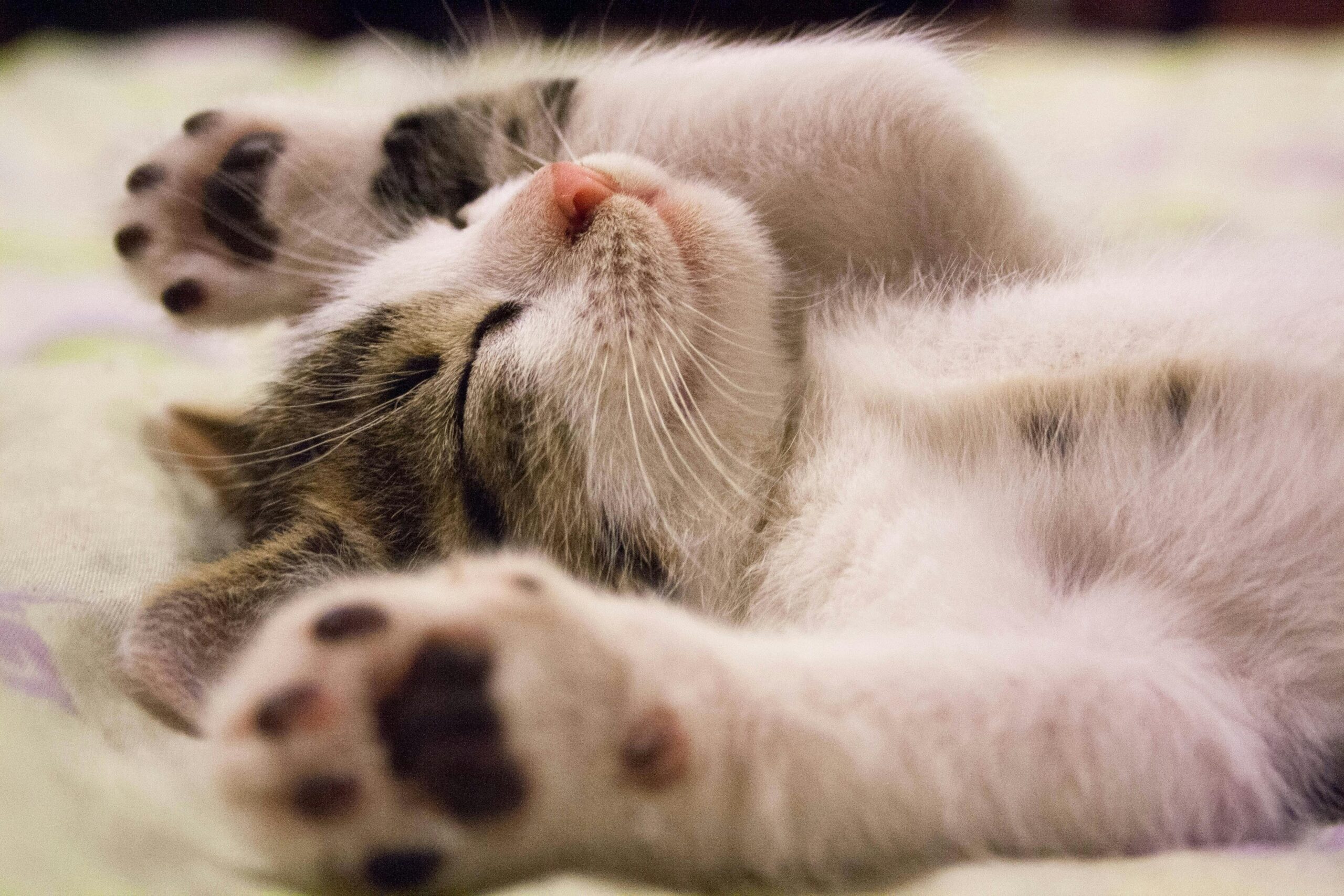 Leia mais sobre o artigo 10 Coisas Que os Gatinhos Amam