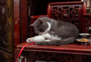 Leia mais sobre o artigo Sinais de que Seu Gato Está Triste – Como Identificar