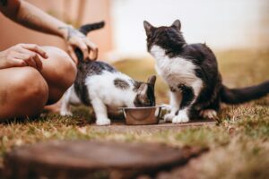 Leia mais sobre o artigo Como Fazer Gatos se darem Bem