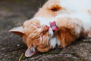 Leia mais sobre o artigo Por que os gatos se lambem? Descubra os motivos