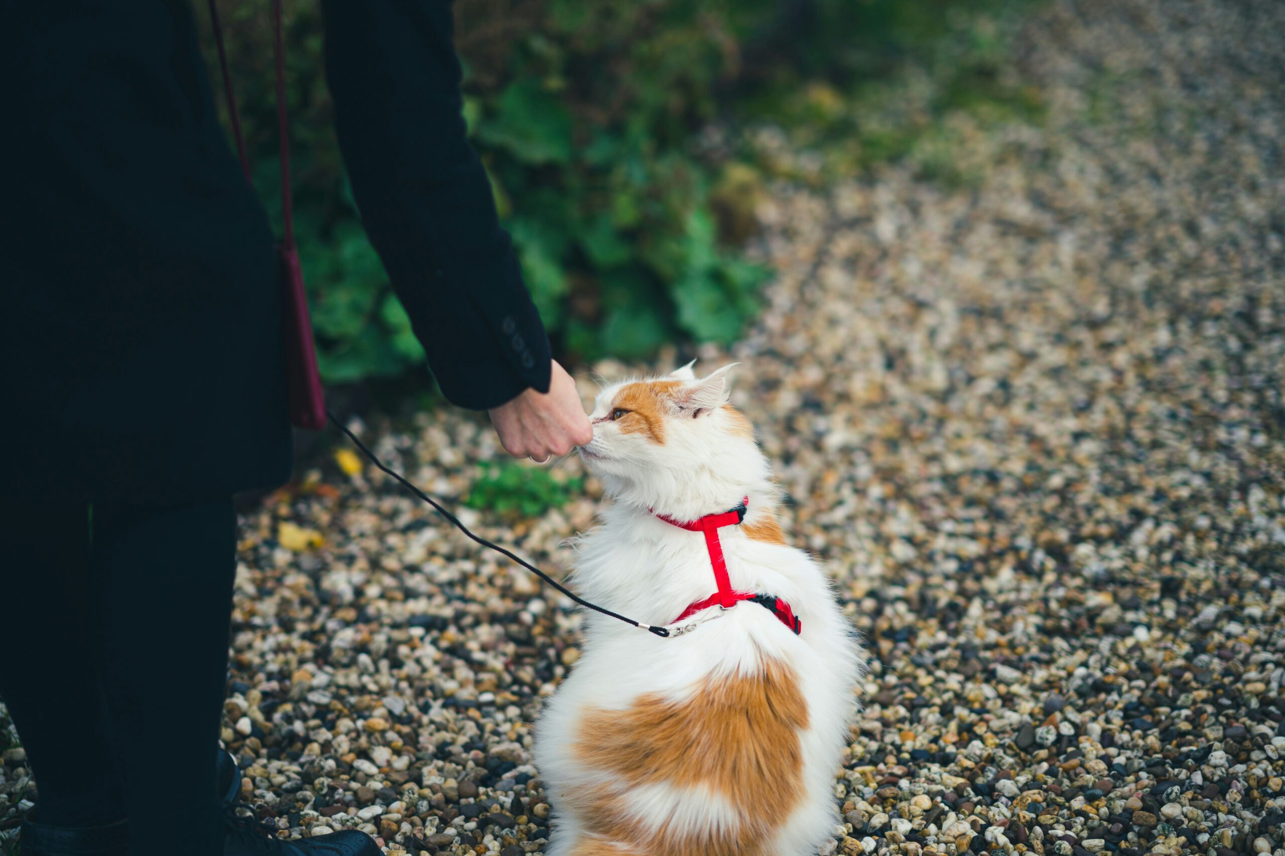 Leia mais sobre o artigo Como Treinar Gatos: Guia Prático e Eficiente