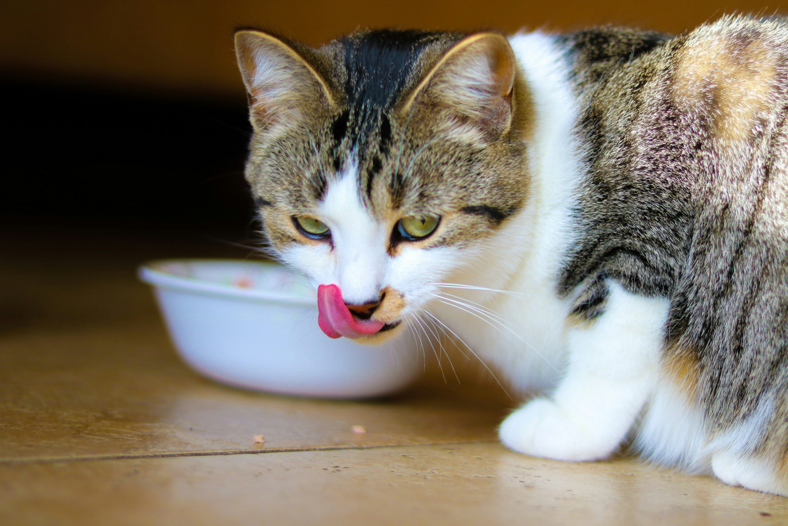 Leia mais sobre o artigo Aprenda a Escolher o Melhor Sachê para o seu Gato