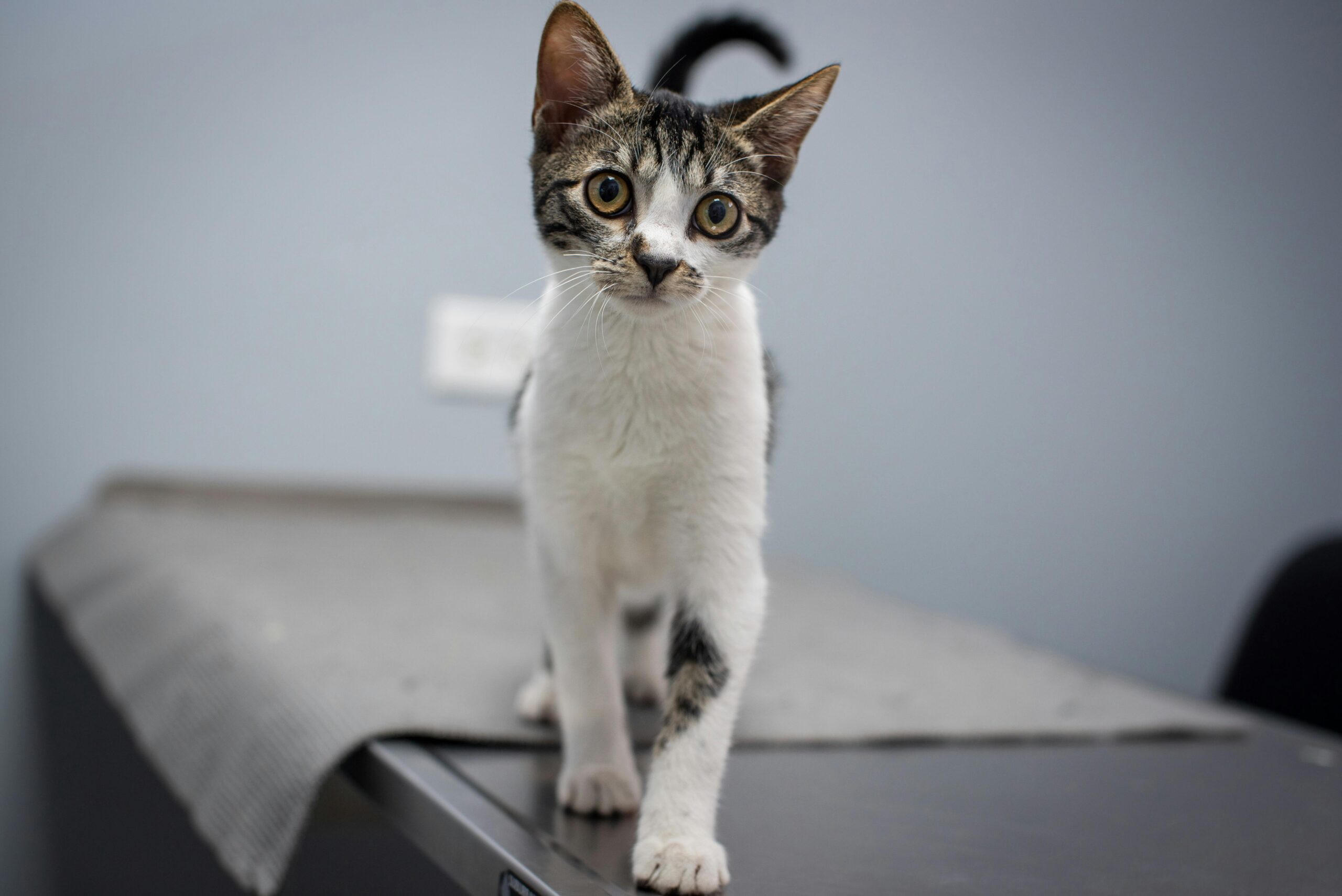 No momento, você está visualizando Como ensinar o gato a NÃO SUBIR na mesa