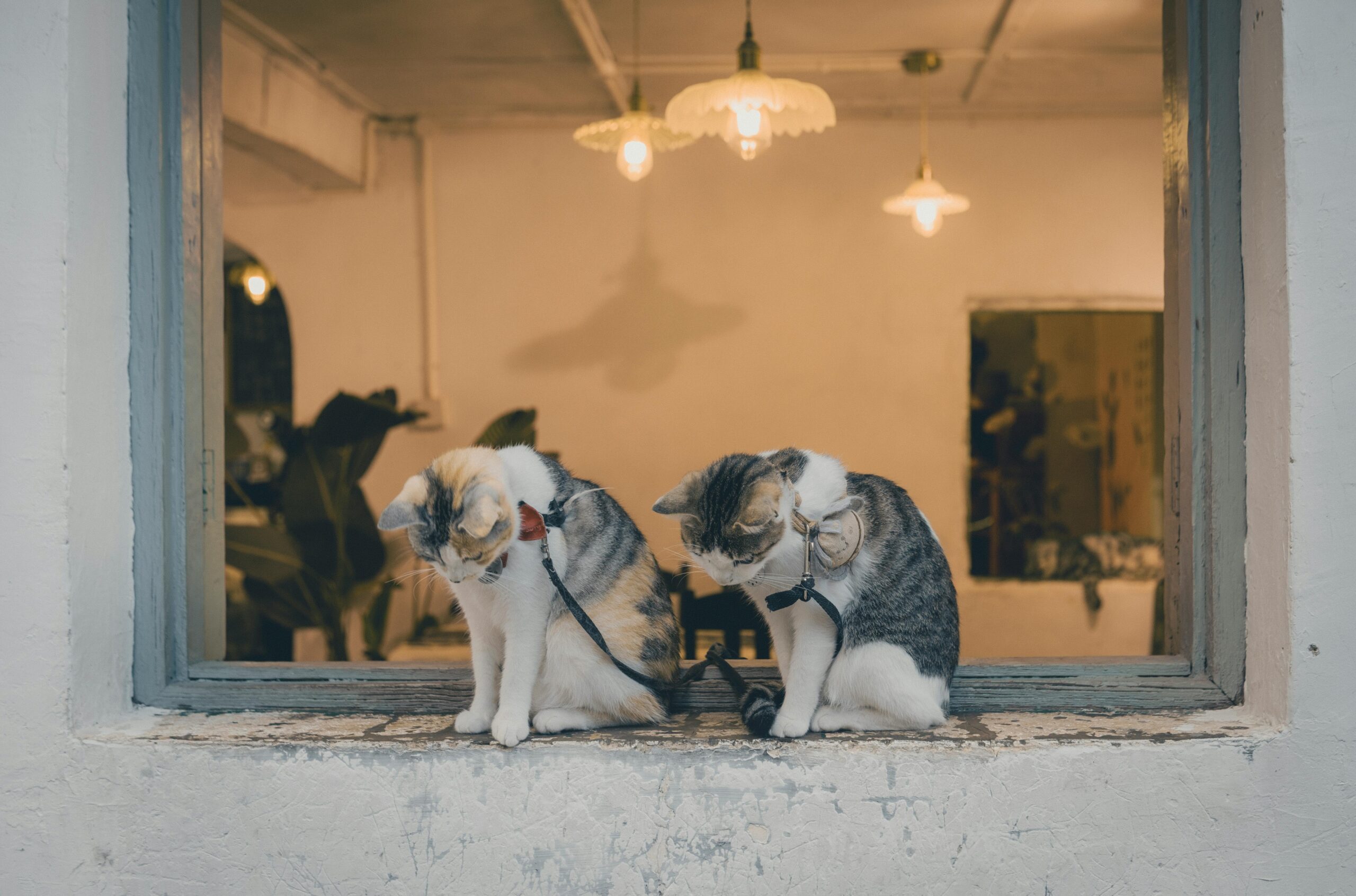 Leia mais sobre o artigo Como Escolher o Melhor Peitoral para o Seu Gato